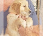 Puppy Puppy 3 abbie Golden Retriever