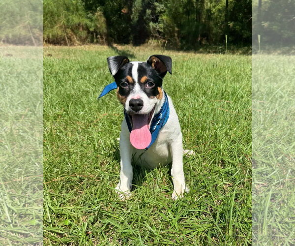 Medium Photo #2 Mutt Puppy For Sale in Shillington, PA, USA