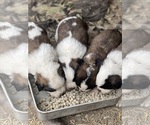 Small Photo #14 Saint Bernard Puppy For Sale in NEW MARKET, IA, USA