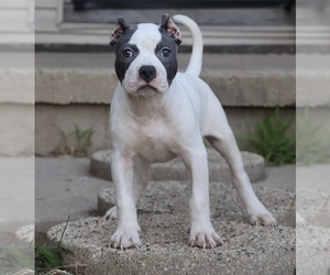 American Bully Puppy for sale in CHAMPAIGN, IL, USA