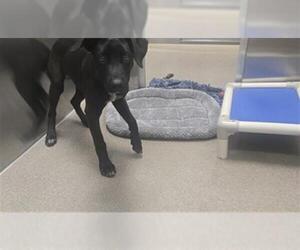 Labrador Retriever-Unknown Mix Dogs for adoption in Denver, CO, USA