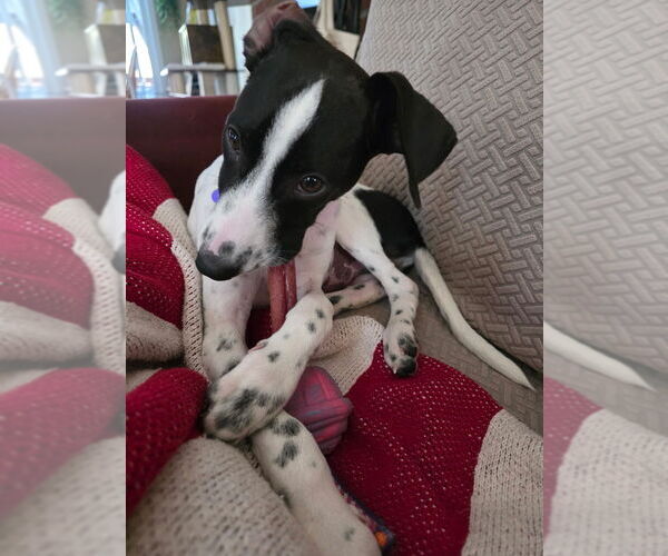 Medium Photo #6 Mutt Puppy For Sale in Oak Bluffs, MA, USA