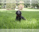 Small Photo #3 Australian Labradoodle Puppy For Sale in COLORADO SPRINGS, CO, USA