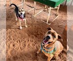 Small Photo #19 Mutt Puppy For Sale in Kanab, UT, USA