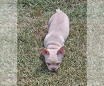 Small #3 French Bulldog
