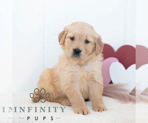 Golden Retriever Puppy for sale in NEWPORT, PA, USA
