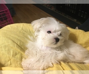Father of the Maltese puppies born on 01/16/2023