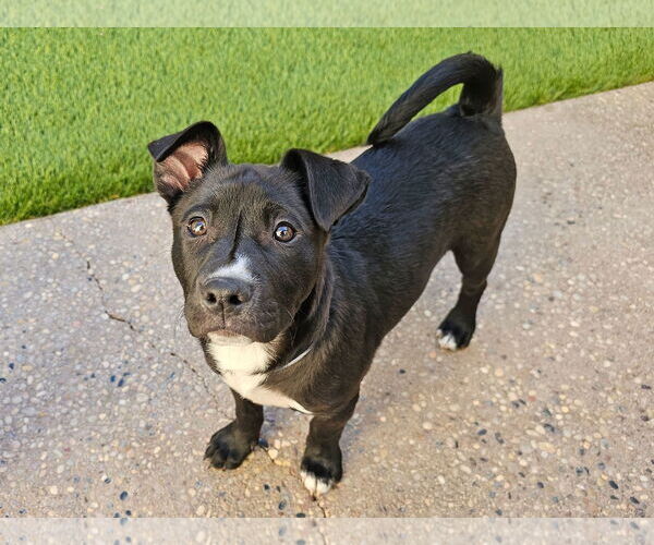 Medium Photo #3 American Pit Bull Terrier-Australian Shepherd Mix Puppy For Sale in Mission Viejo, CA, USA