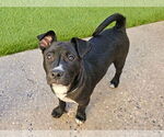 Small #2 American Pit Bull Terrier-Australian Shepherd Mix