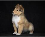 Small Photo #4 Collie Puppy For Sale in DANVILLE, PA, USA