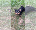 Small #1 Yorkshire Terrier