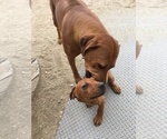Small Photo #94 Rhodesian Ridgeback Puppy For Sale in MORONGO VALLEY, CA, USA