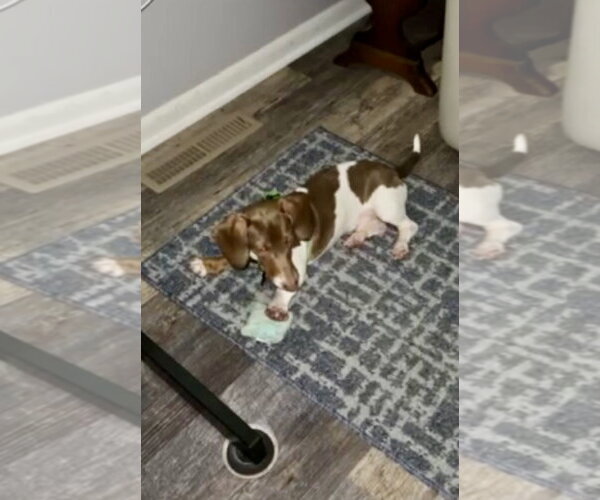 Medium Photo #4 Dachshund Puppy For Sale in St. Louis Park, MN, USA