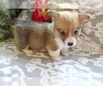 Small Photo #14 Pembroke Welsh Corgi Puppy For Sale in SHILOH, OH, USA