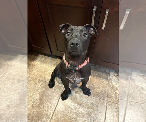 Medium Photo #12 American Pit Bull Terrier-Unknown Mix Puppy For Sale in Germantown, OH, USA