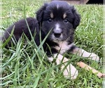 Small #2 Australian Shepherd
