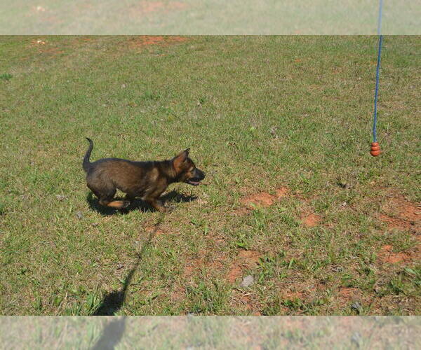 Medium Photo #5 German Shepherd Dog Puppy For Sale in POWDER SPRINGS, GA, USA