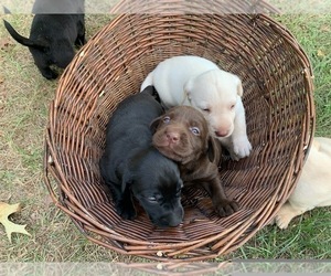 Labrador Retriever Puppy for sale in BONAIRE, GA, USA