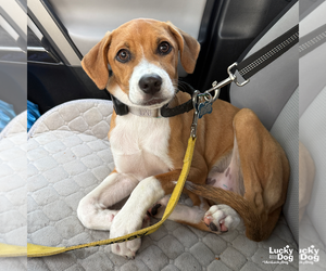 Bambino - Male Retriever -Unknown Mix Dog for Adoption - Photo #7