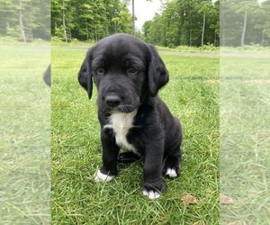 Labradinger-Labrador Retriever Mix Puppy for sale in ATLANTIC MINE, MI, USA