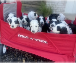 Sheepadoodle Puppy for sale in INDIAHOMA, OK, USA