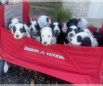 Small Photo #1 Sheepadoodle Puppy For Sale in INDIAHOMA, OK, USA