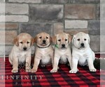 Small Photo #2 Labrador Retriever Puppy For Sale in SELINSGROVE, PA, USA