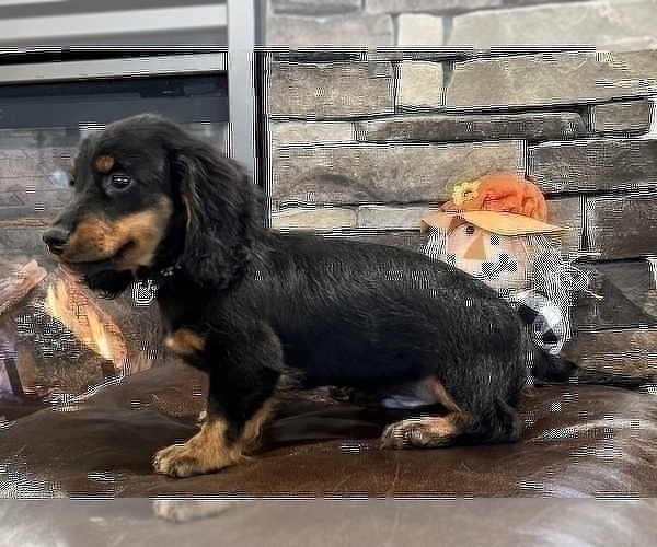 Full screen Photo #8 Dachshund Puppy For Sale in NOBLESVILLE, IN, USA