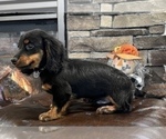 Small Photo #8 Dachshund Puppy For Sale in NOBLESVILLE, IN, USA