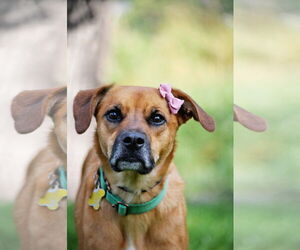Rae - Female Labrador Retriever-Unknown Mix Dog for Adoption - Photo #16