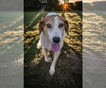 Small Photo #5 American Foxhound-Unknown Mix Puppy For Sale in Sanderson, FL, USA