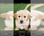Puppy Rosey Girl Golden Retriever