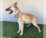 Small #1 German Shepherd Dog Mix
