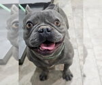 Small #1 French Bulldog Mix