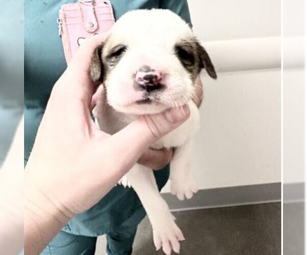 Medium Photo #1 Mutt Puppy For Sale in Houston, TX, USA