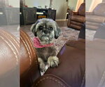 Small Shih Tzu Mix
