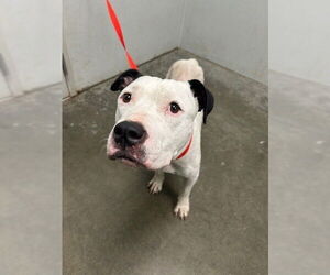 Staffordshire Bull Terrier Dogs for adoption in Rosenberg, TX, USA
