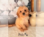 Small #24 Cockapoo