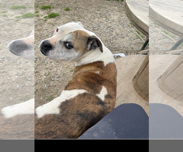 Medium Photo #6 Bull Terrier Puppy For Sale in Tracy City, TN, USA