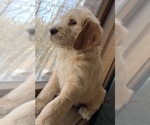 Small Photo #1 Poodle (Standard)-Spinone Italiano Mix Puppy For Sale in CLEVELAND, OH, USA