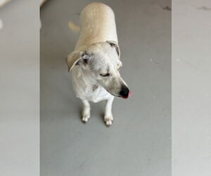 Buttercup #2575 - Female Italian Greyhuahua Dog for Adoption - Photo #9