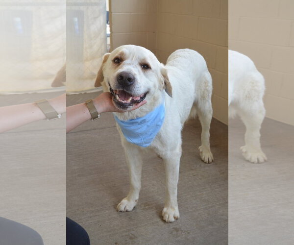 Medium Photo #2 Great Pyrenees-Unknown Mix Puppy For Sale in McKinney, TX, USA