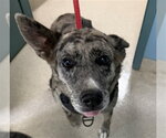 LUNA - Female Catahoula Leopard Dog Dog for Adoption - Small photo