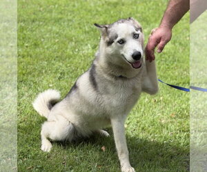 CLAUDIA - Female Siberian Husky Dog for Adoption - Photo #2