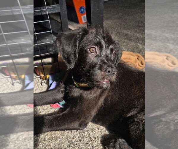 Medium Photo #1 Mutt Puppy For Sale in Aurora, IN, USA