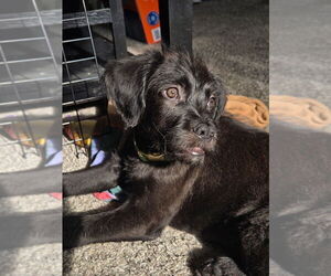 Mutt Dogs for adoption in Aurora, IN, USA