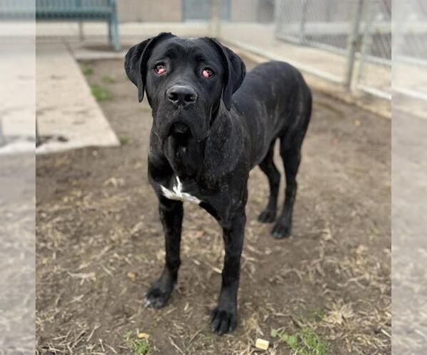 Medium Photo #1 Mutt Puppy For Sale in Modesto, CA, USA