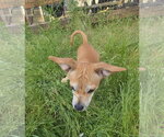 Small #3 Chihuahua Mix