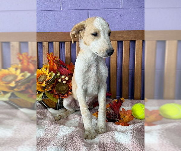 Medium Photo #1 Red Heeler-Unknown Mix Puppy For Sale in Genesee, WI, USA