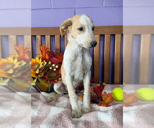 Red Heeler-Unknown Mix Dogs for adoption in Genesee, WI, USA